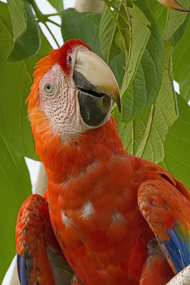 Scarlet Macaw - ML619906715