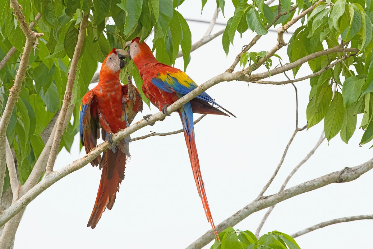 Scarlet Macaw - ML619906717