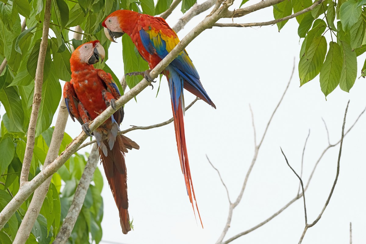 Scarlet Macaw - ML619906719
