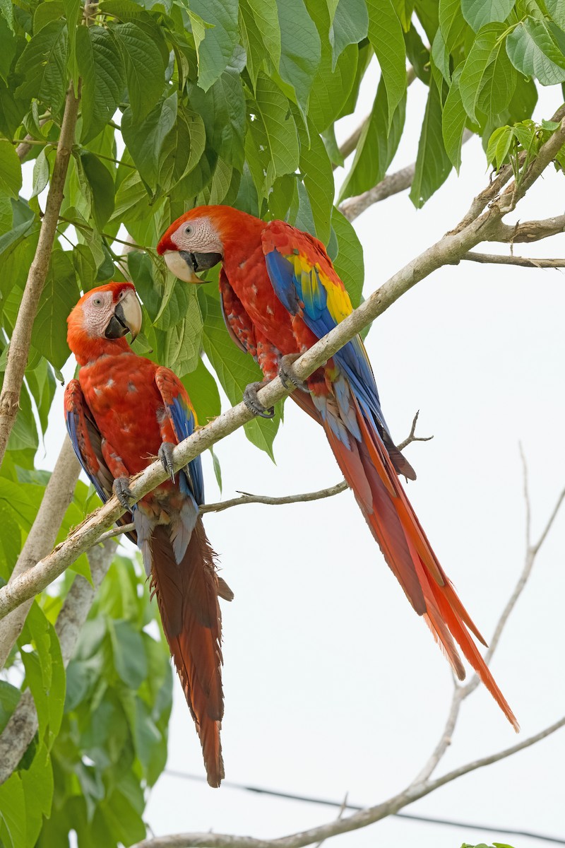 Scarlet Macaw - ML619906720
