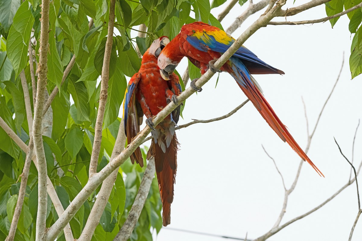 Scarlet Macaw - ML619906722