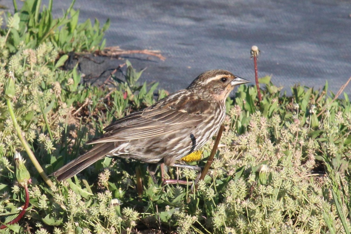 Red-winged Blackbird - ML619906729