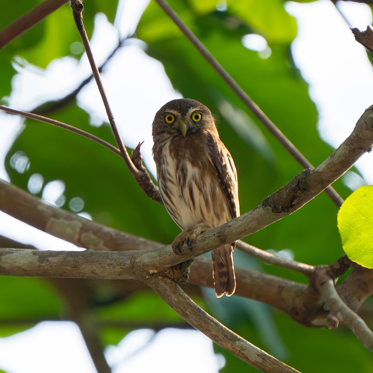 Ferruginous Pygmy-Owl - ML619906738
