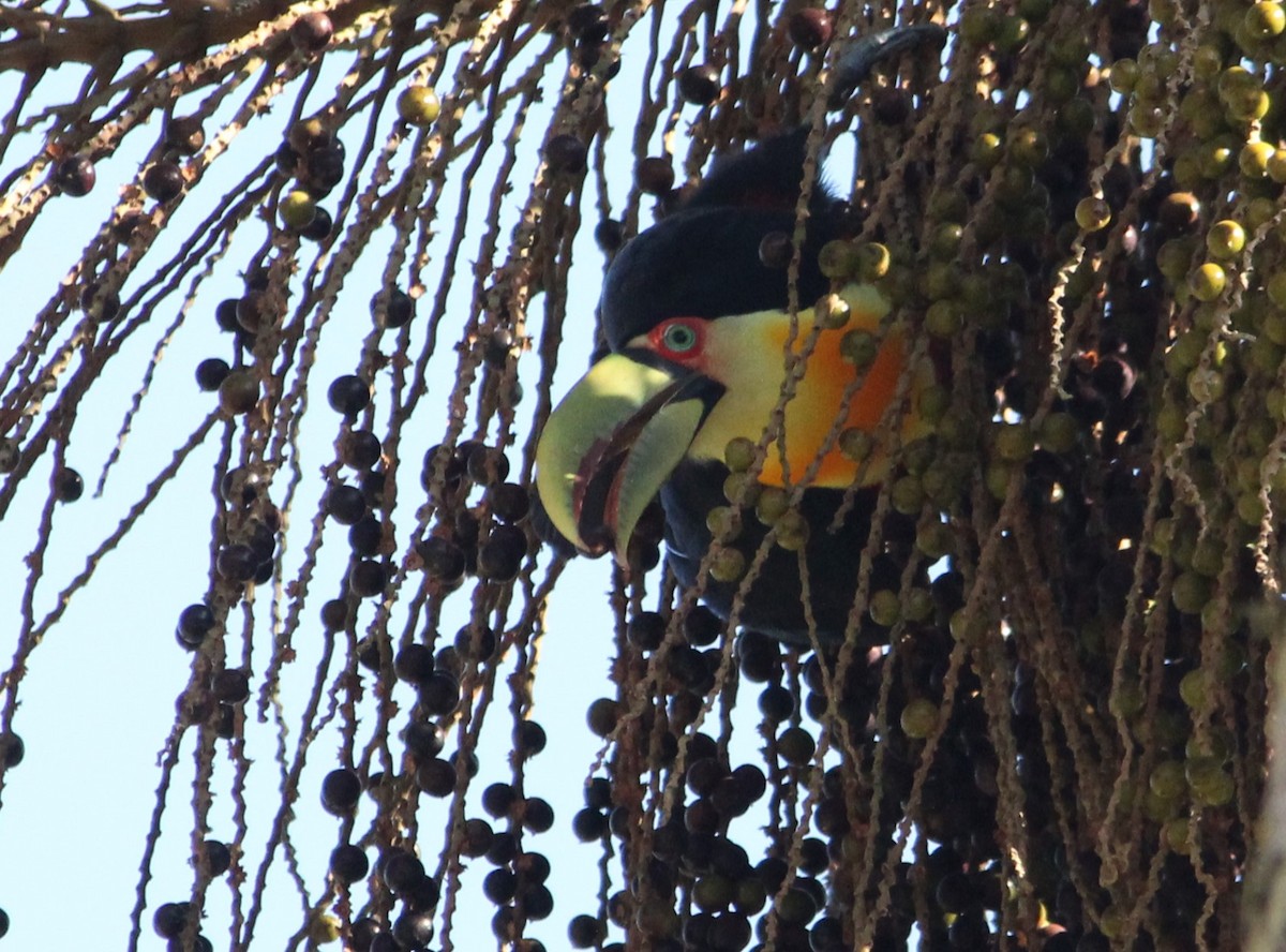 Red-breasted Toucan - ML619906740