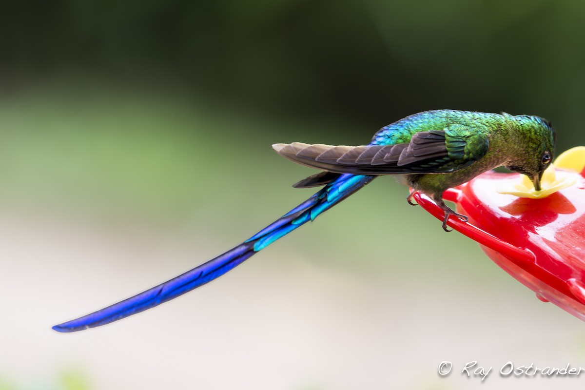Violet-tailed Sylph - ML619906741
