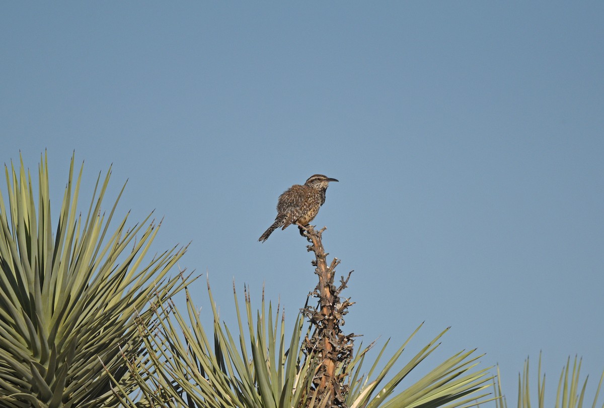 Cactus Wren - ML619906748