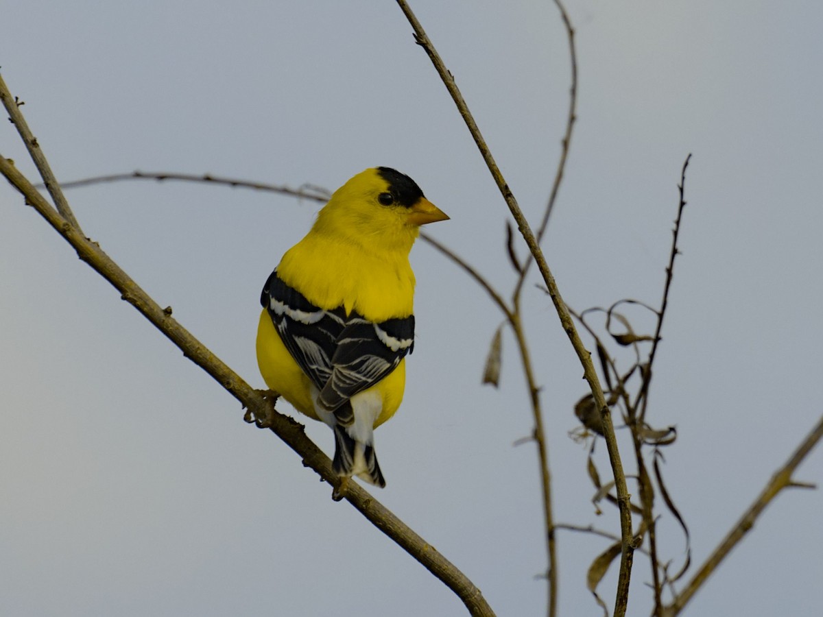 Chardonneret jaune - ML619906767