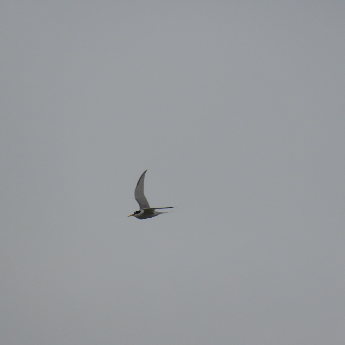 Least Tern - ML619906781