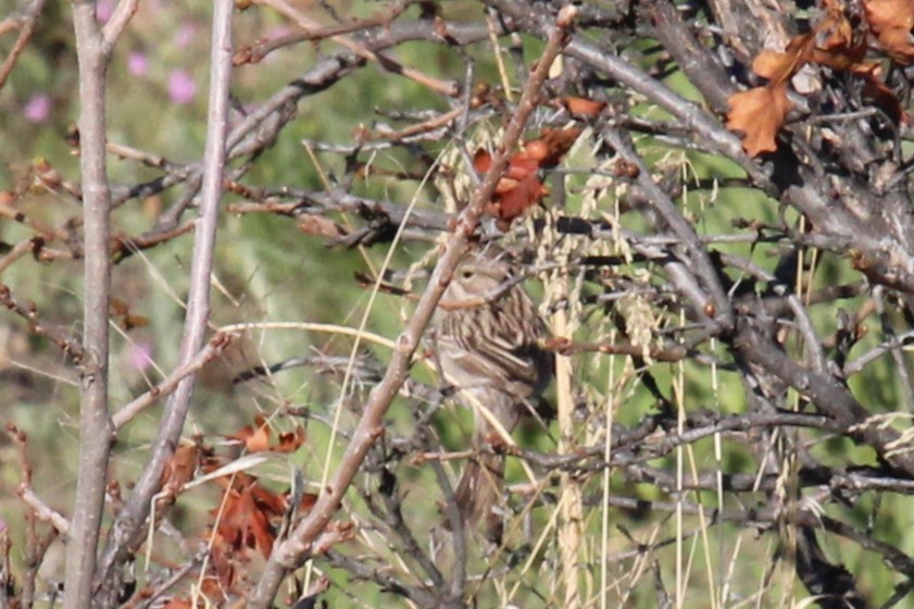 Brewer's Sparrow - ML619906792