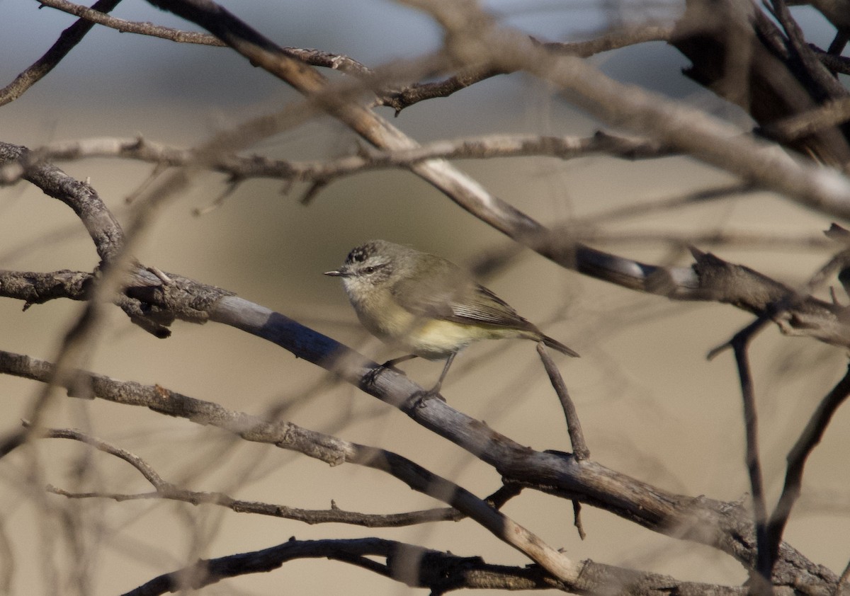 Yellow-rumped Thornbill - ML619906807