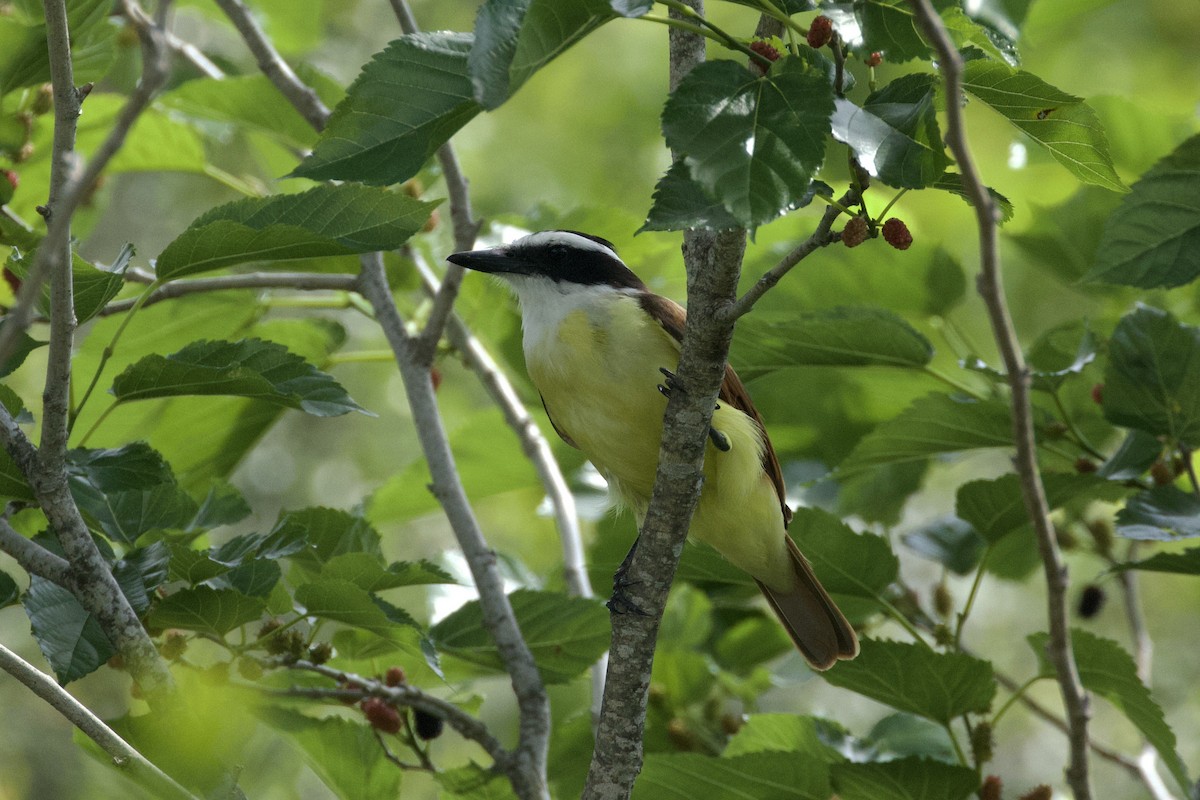 Great Kiskadee - ML619906810