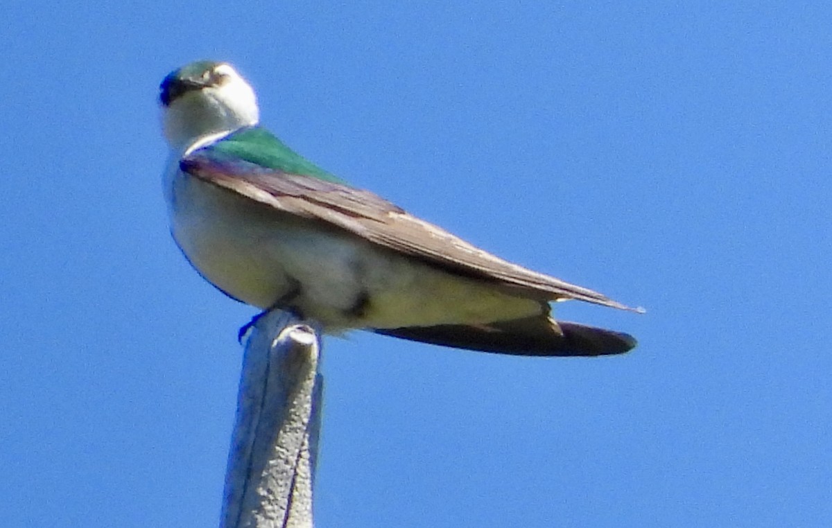 Violet-green Swallow - ML619906822