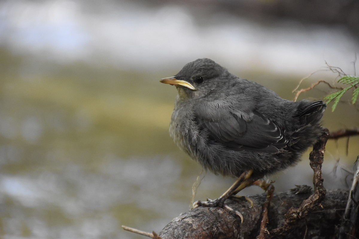 American Dipper - ML619906840