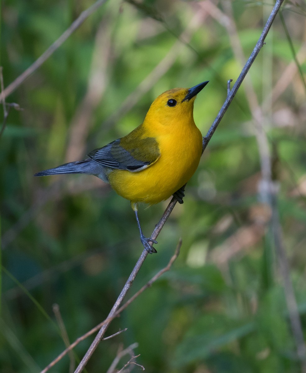 Prothonotary Warbler - ML619906855