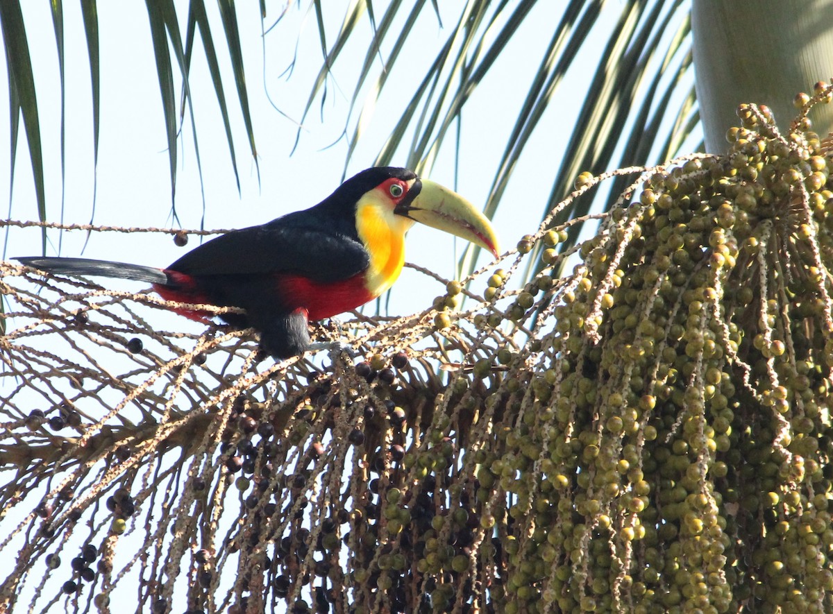Red-breasted Toucan - ML619906870