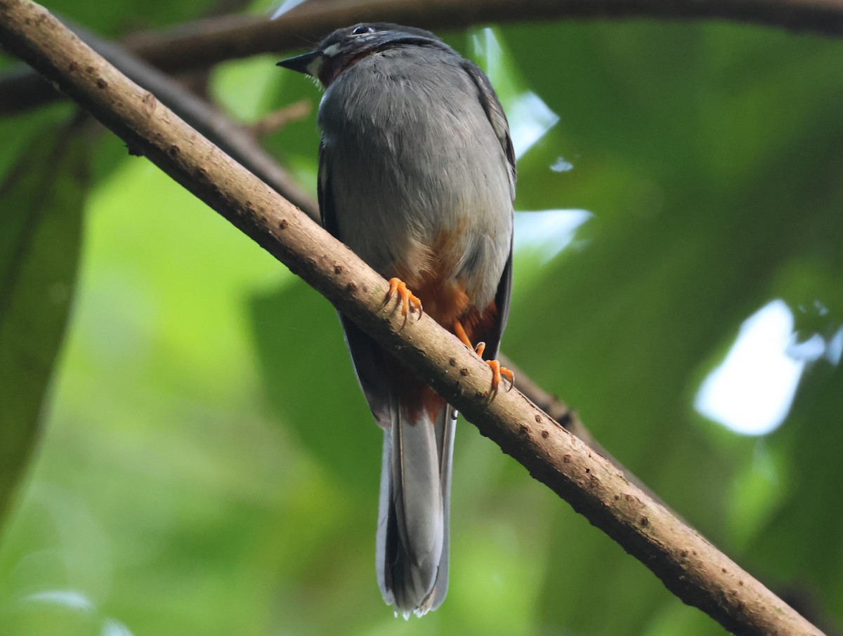 Rufous-throated Solitaire - ML619906883