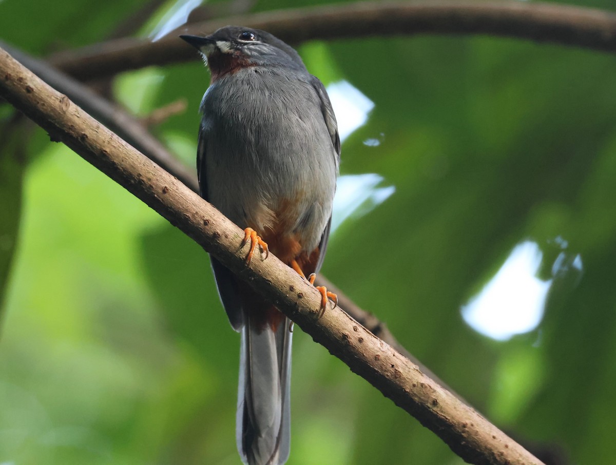 Rufous-throated Solitaire - ML619906884