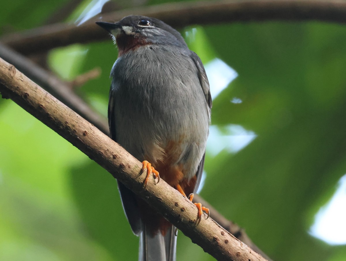 Rufous-throated Solitaire - ML619906885