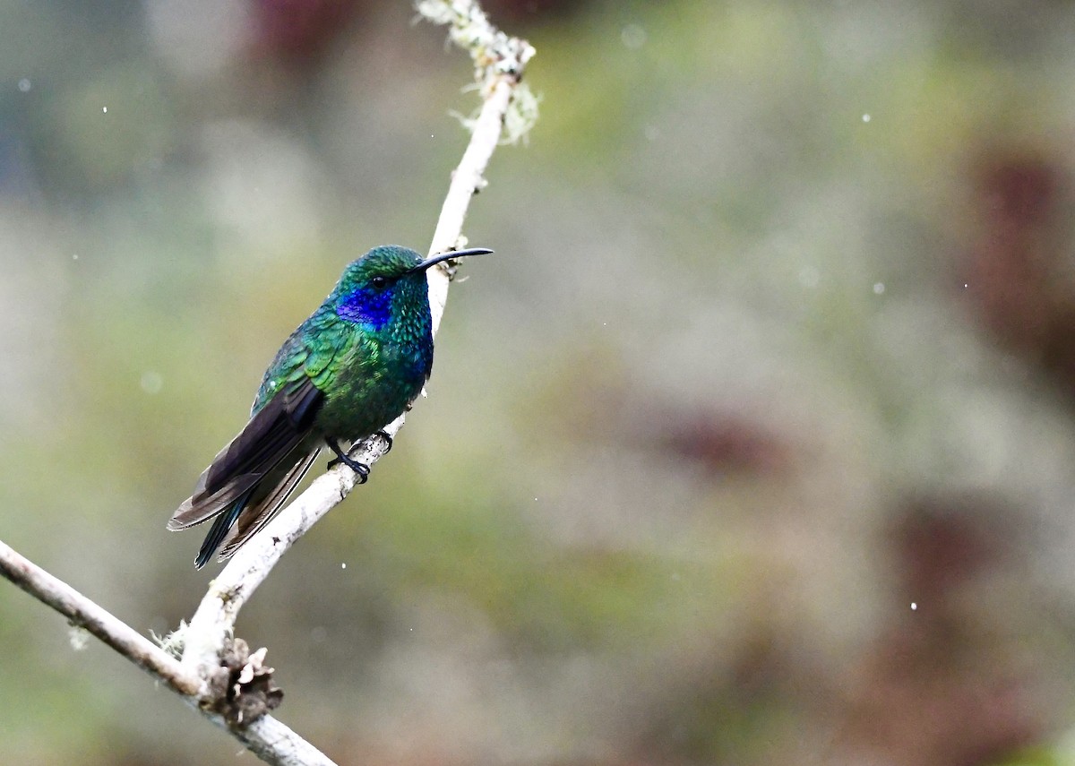 kolibřík modrouchý - ML619906887