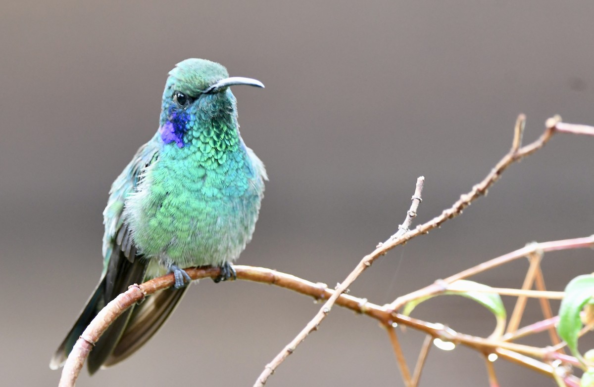 kolibřík modrouchý - ML619906888