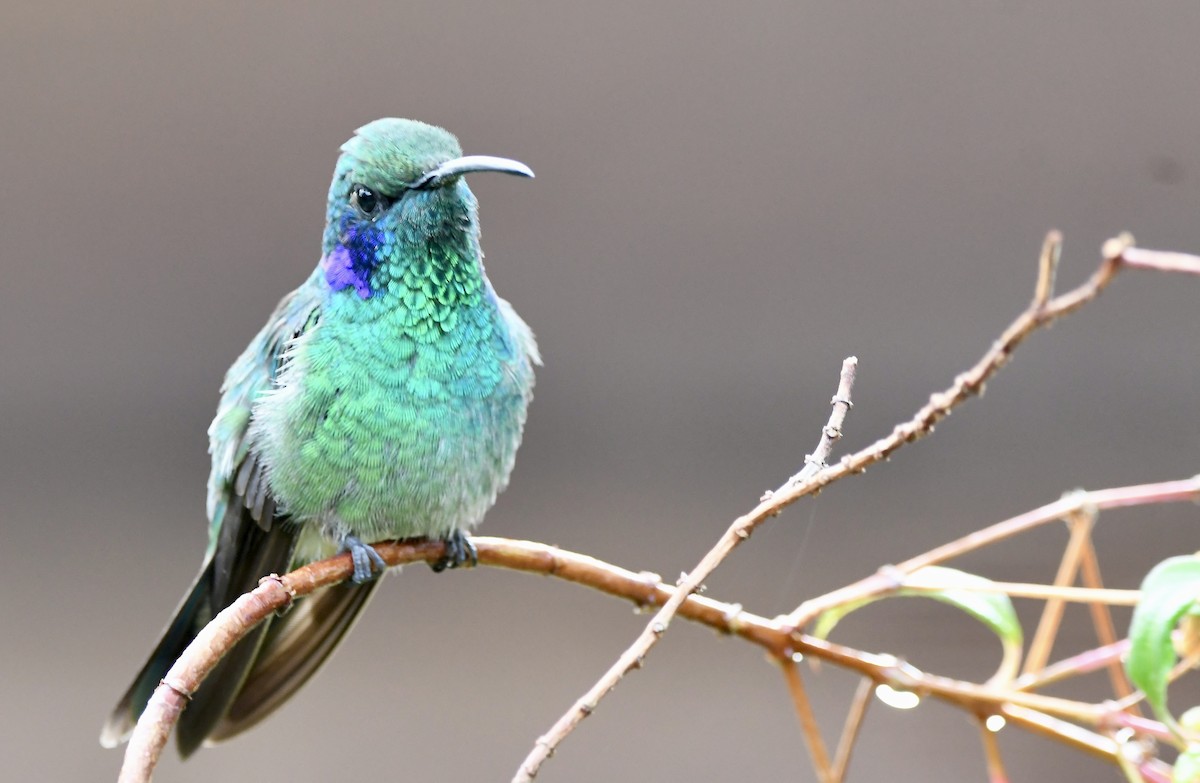 Lesser Violetear - ML619906888