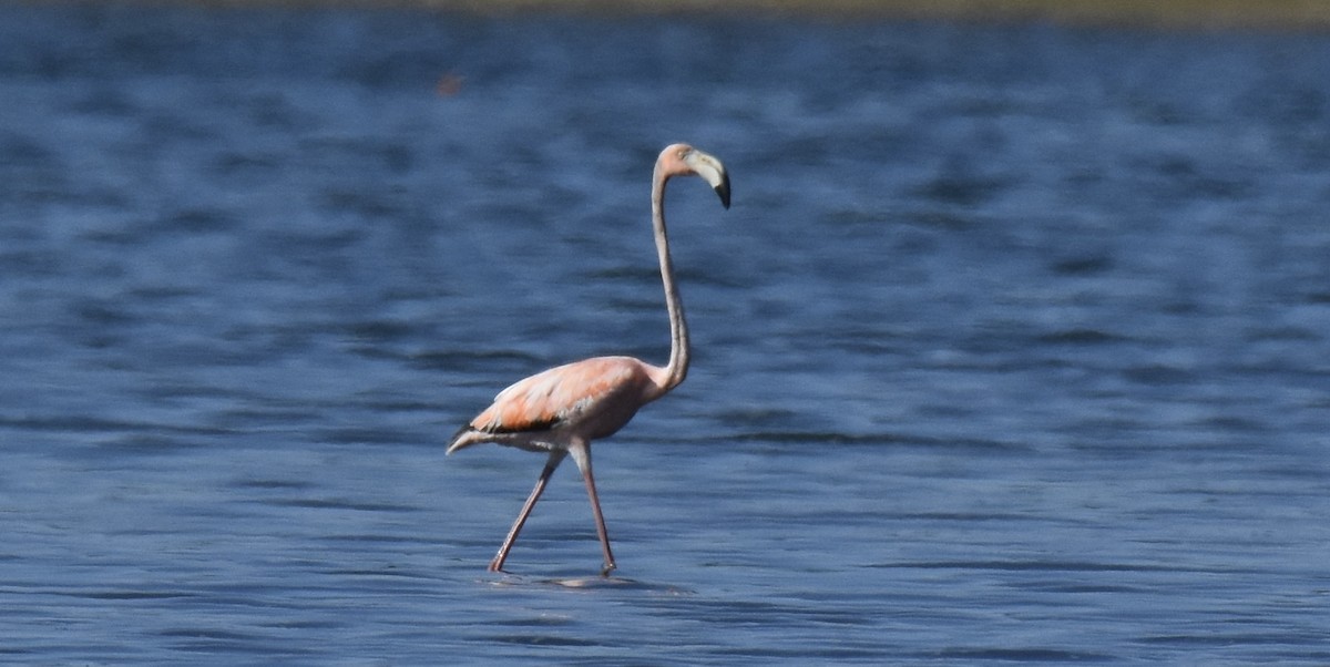 Amerika Flamingosu - ML619906921