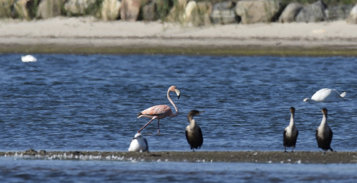 Amerika Flamingosu - ML619906922