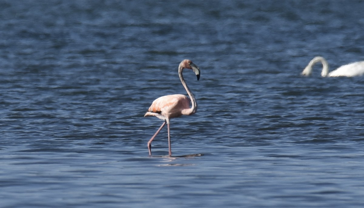 Amerika Flamingosu - ML619906923