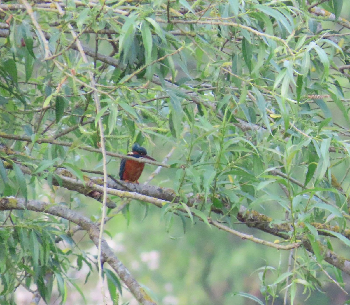 Common Kingfisher - ML619906942