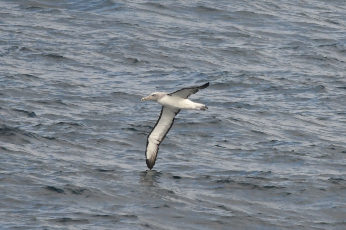 Albatros de Salvin - ML619906944