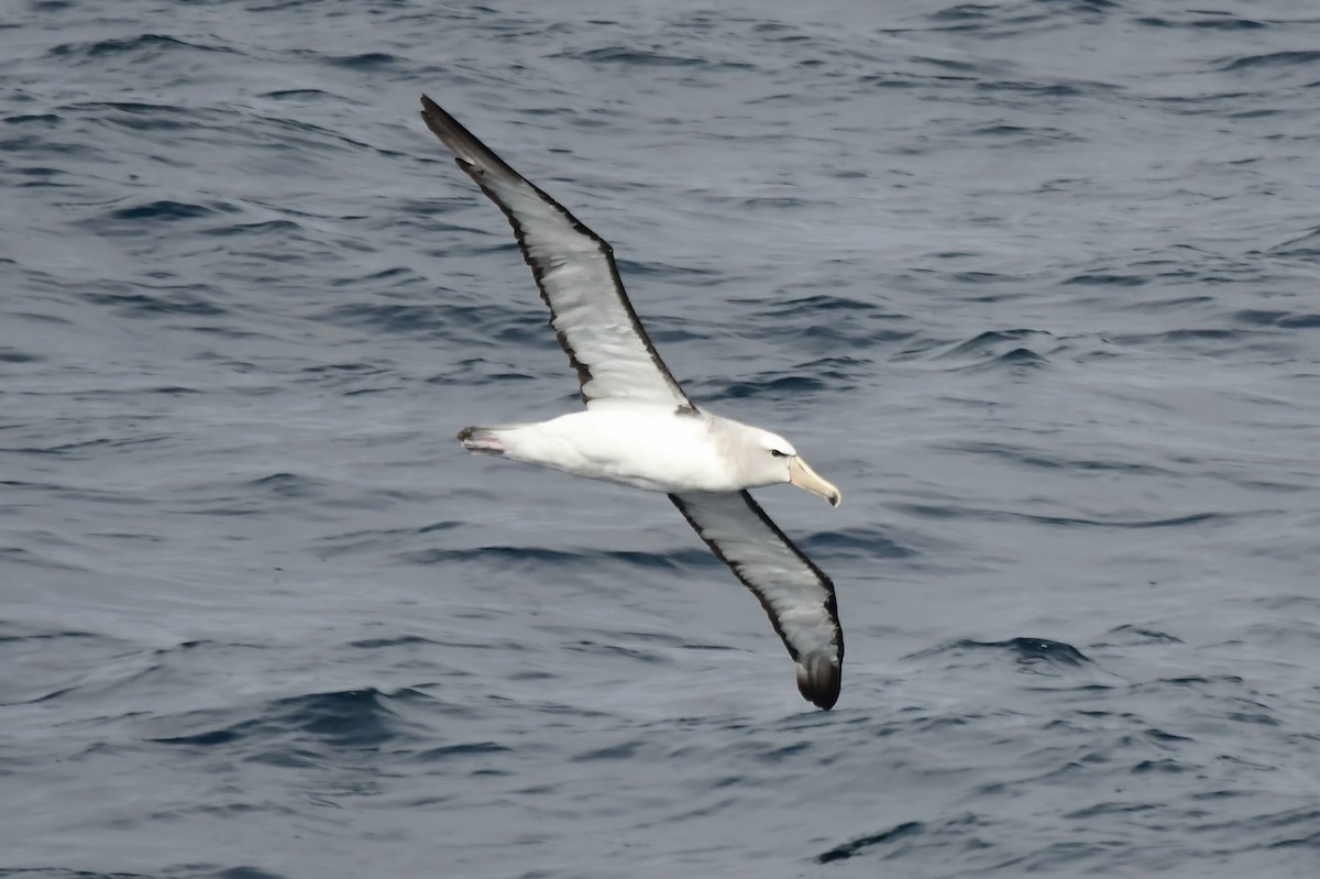 Albatros de Salvin - ML619906945