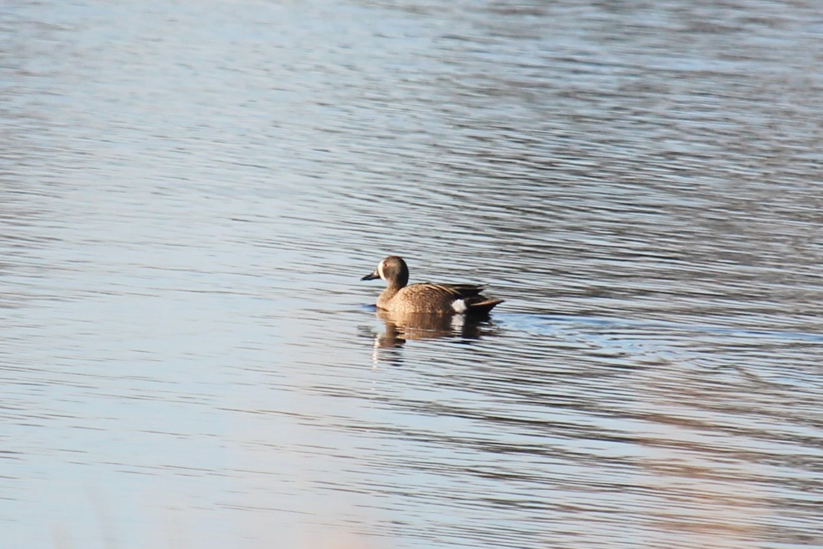 Blue-winged Teal - ML619906958