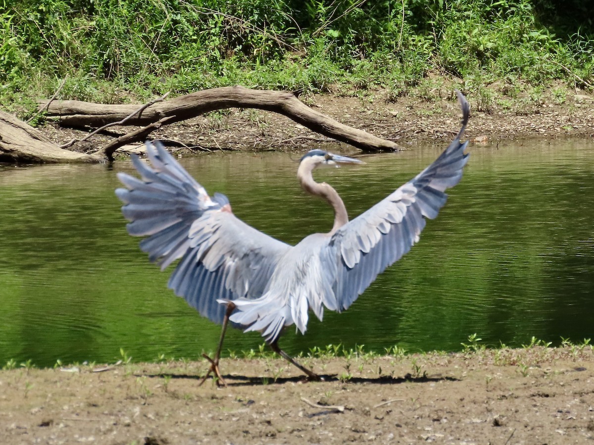 Great Blue Heron - Concetta Goodrich