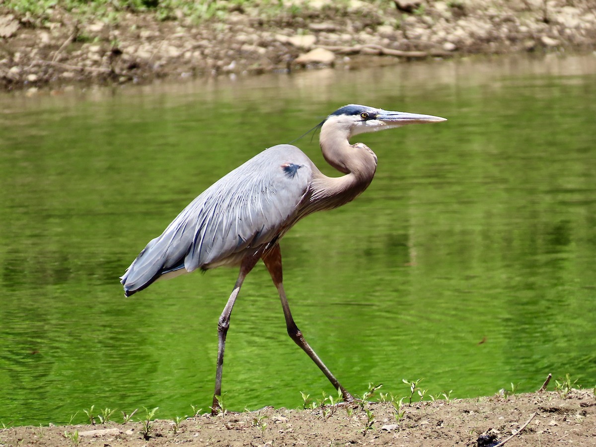 Great Blue Heron - ML619906962