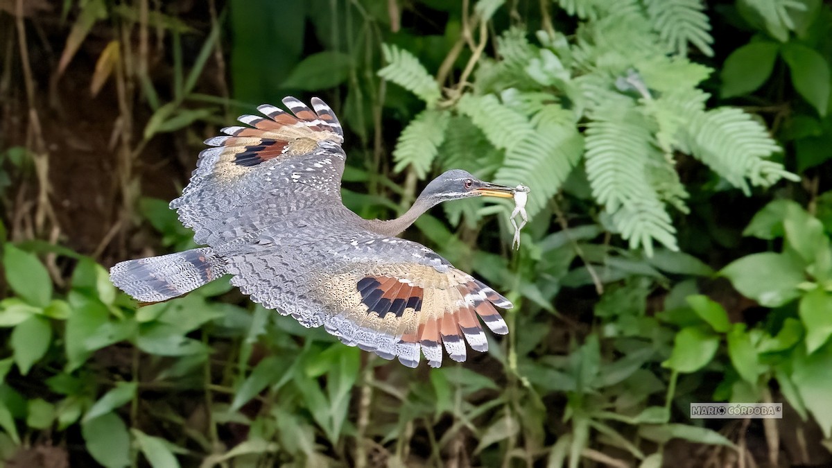 Sunbittern - ML619906964