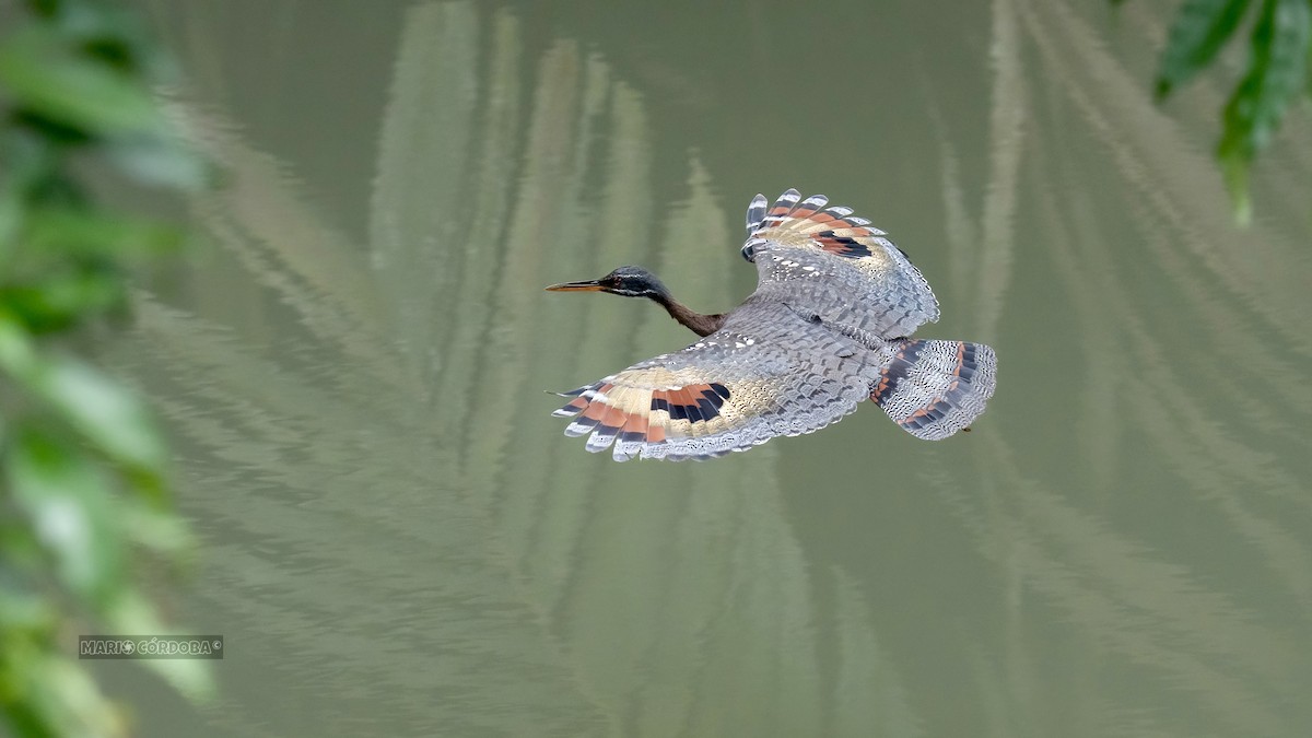 Sunbittern - ML619906965