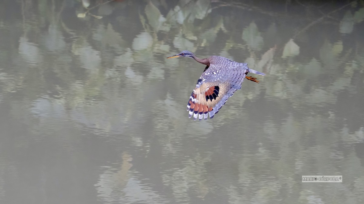 Sunbittern - Mario Córdoba H.