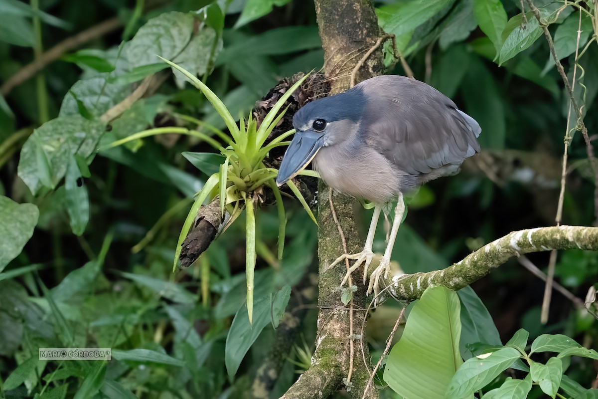 Boat-billed Heron - ML619906978