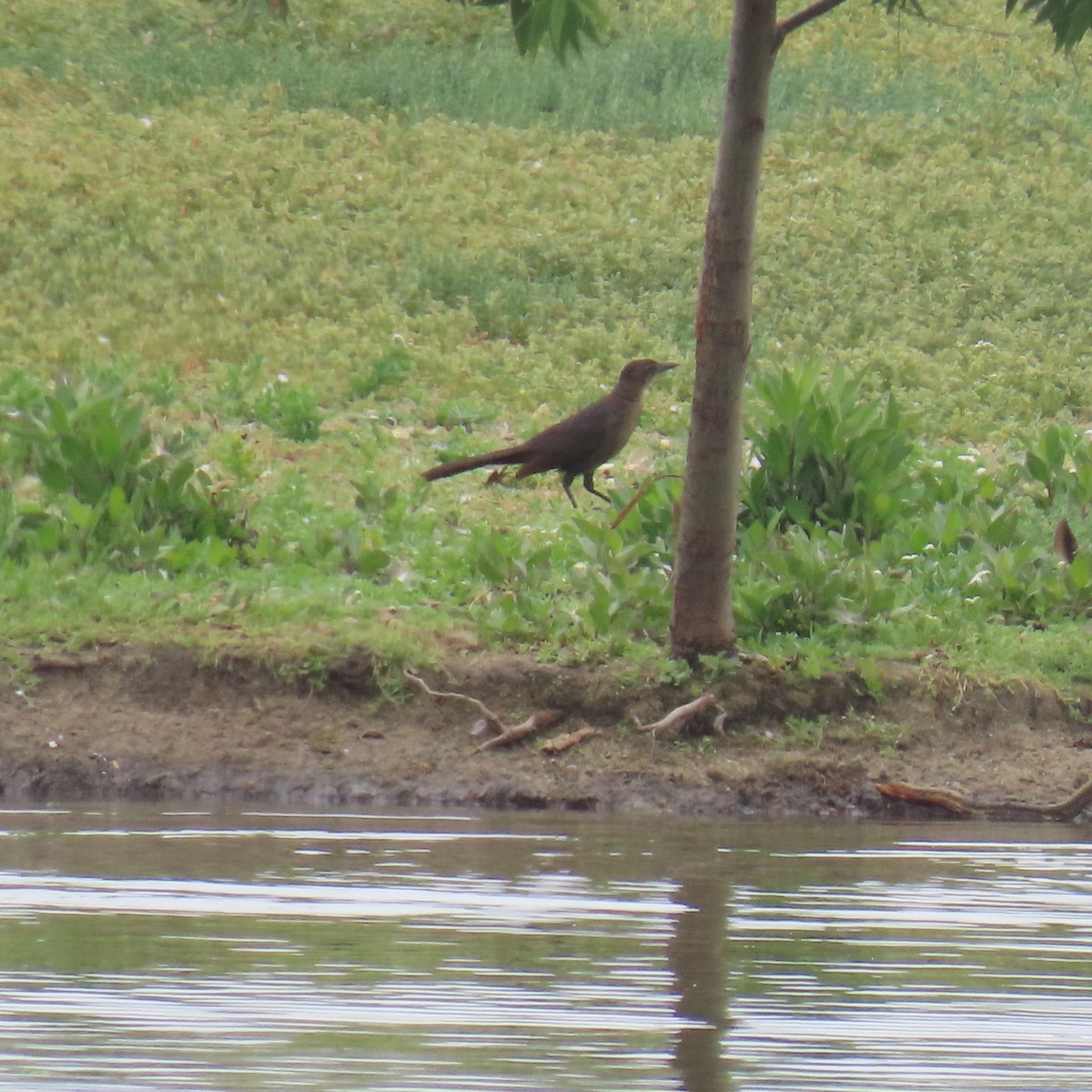 Great-tailed Grackle - ML619906985