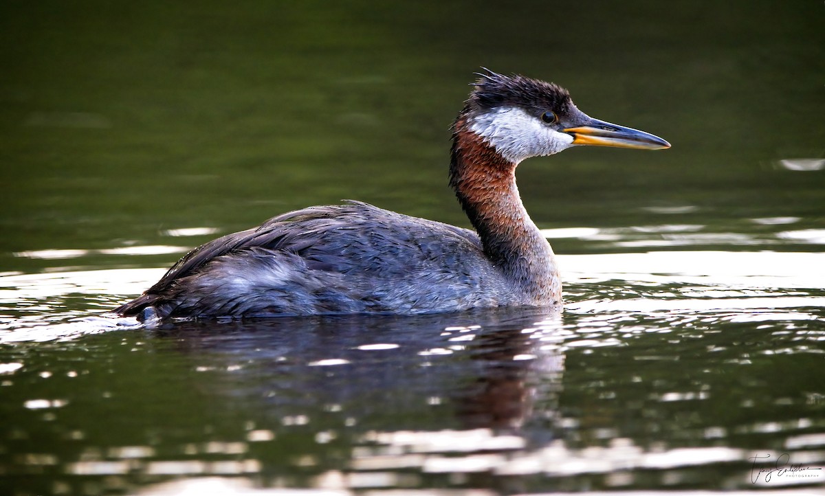 Red-necked Grebe - ML619906993