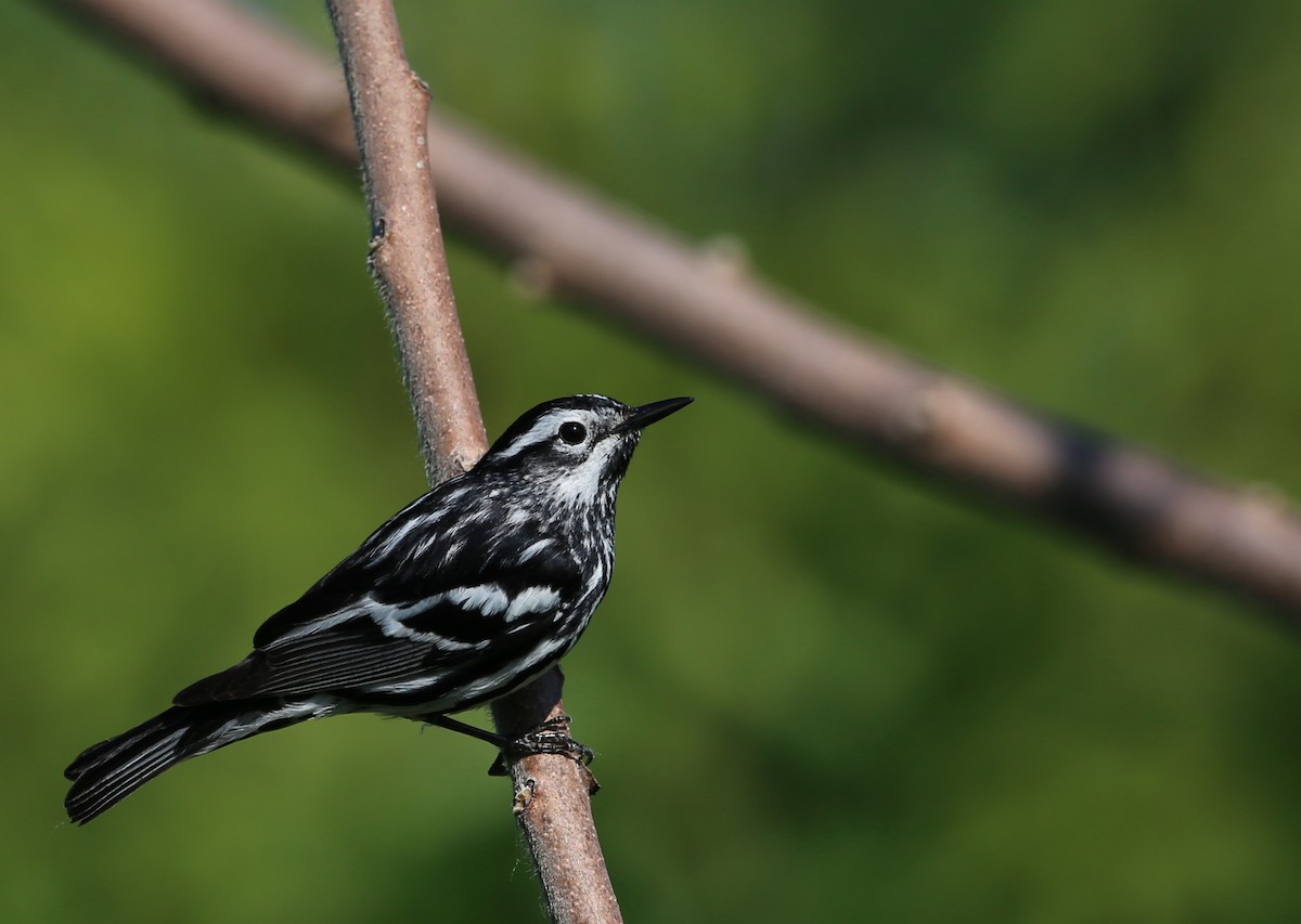Black-and-white Warbler - ML619907008