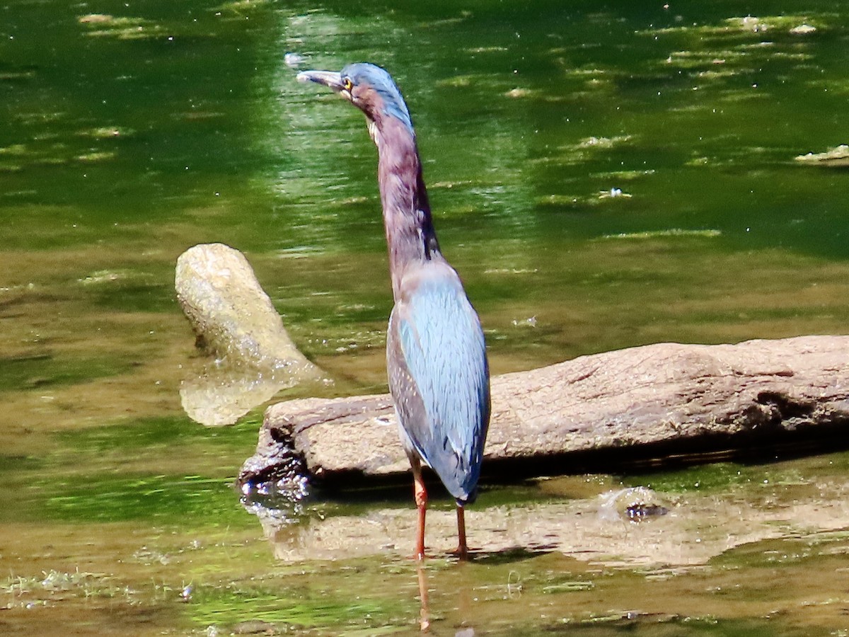 Green Heron - ML619907029