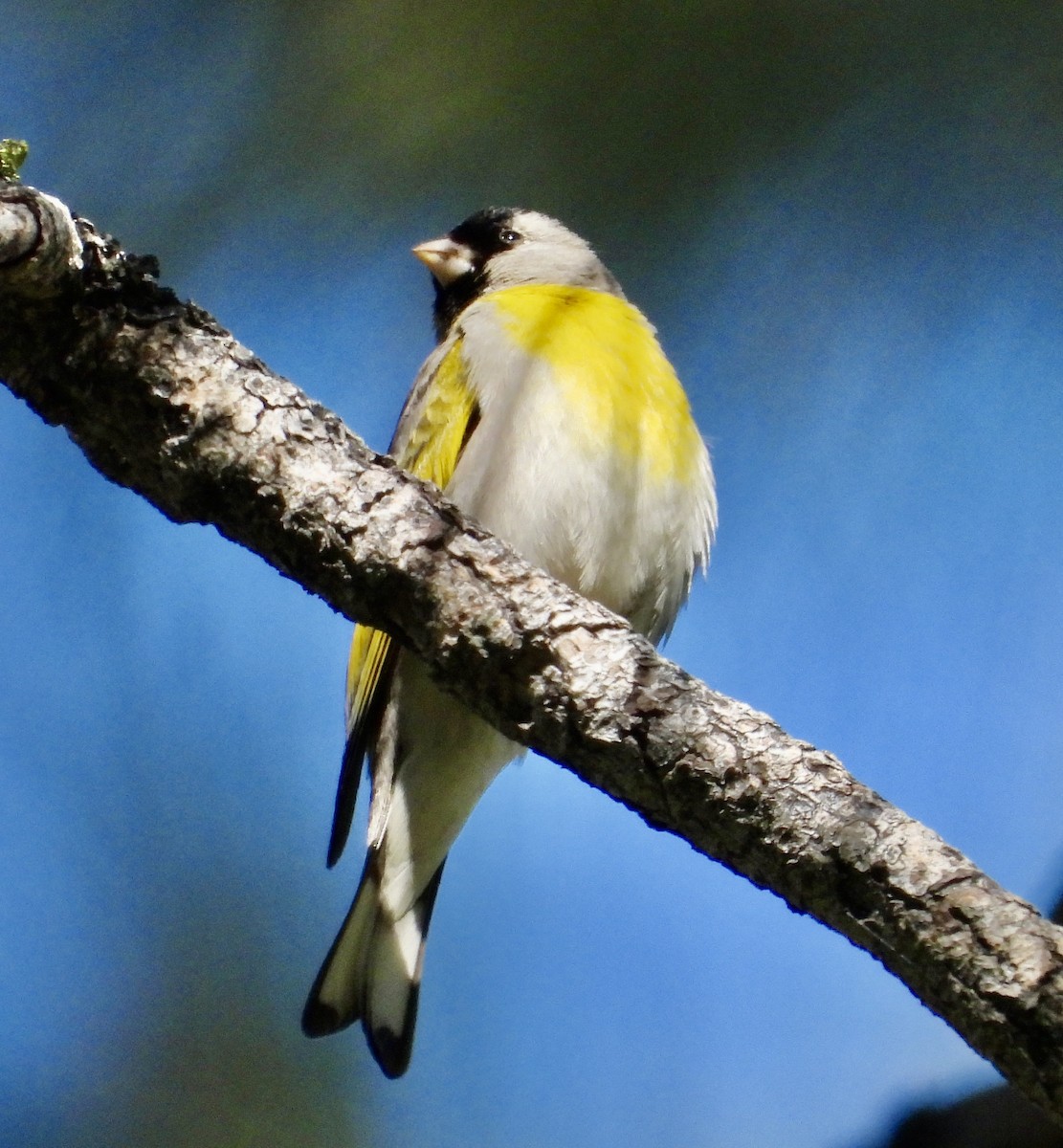 Lawrence's Goldfinch - ML619907030