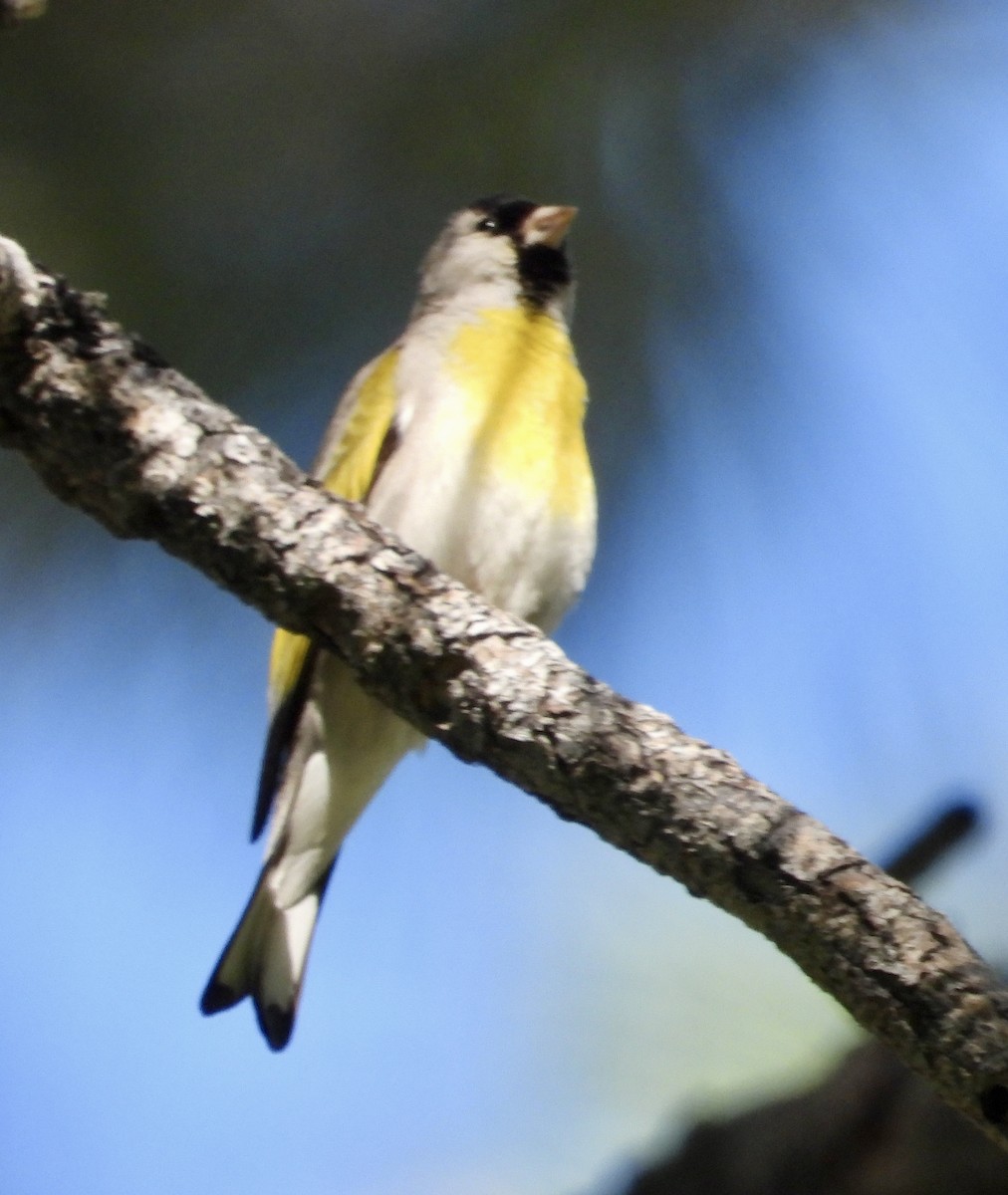 Lawrence's Goldfinch - ML619907031