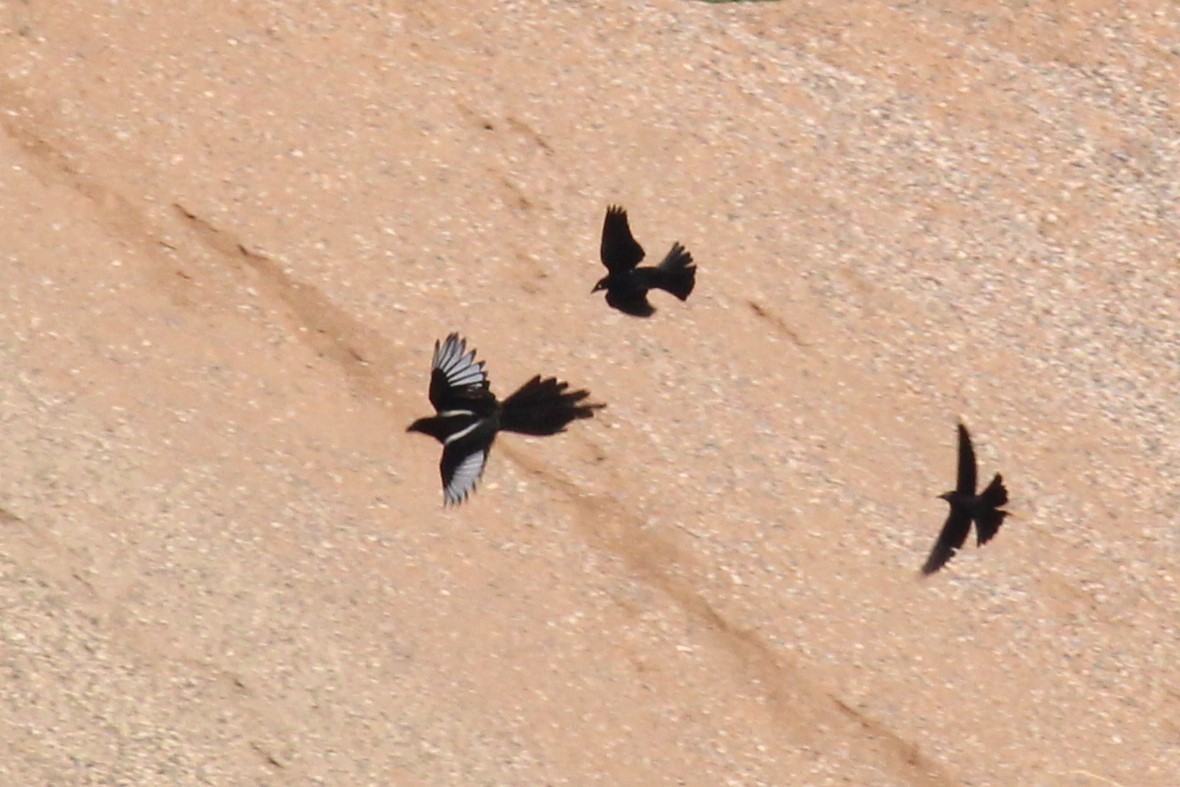 Brewer's Blackbird - ML619907046