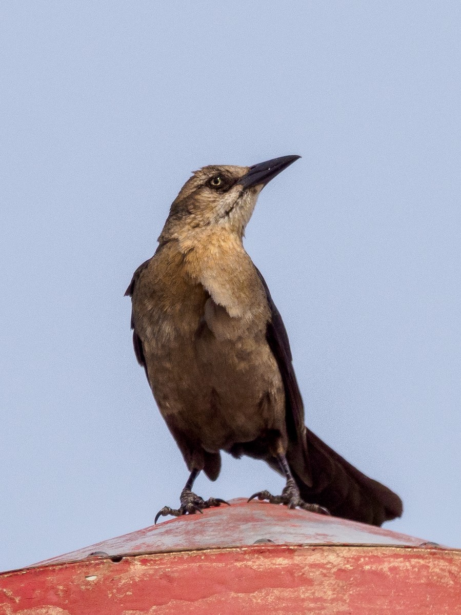 Great-tailed Grackle - ML619907047