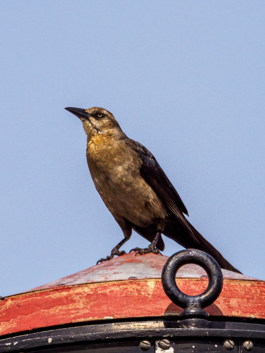 Great-tailed Grackle - ML619907049