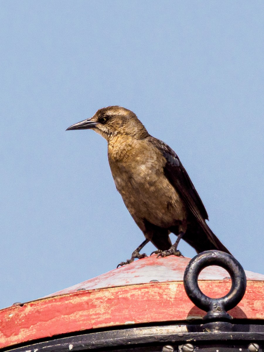 Great-tailed Grackle - ML619907050