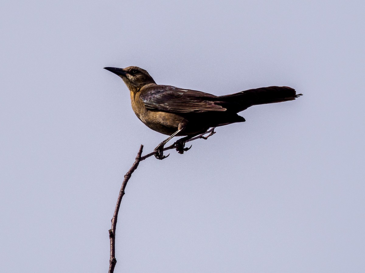 Great-tailed Grackle - ML619907051