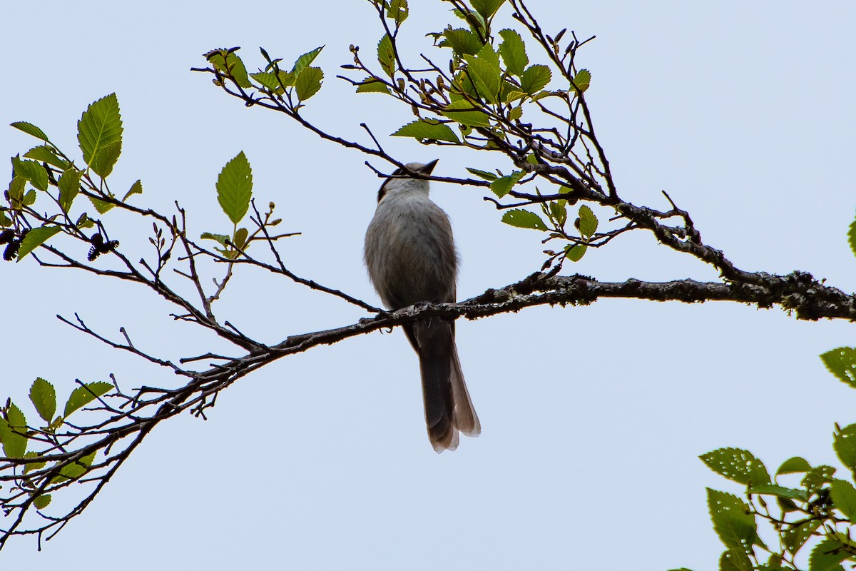 Canada Jay - ML619907055